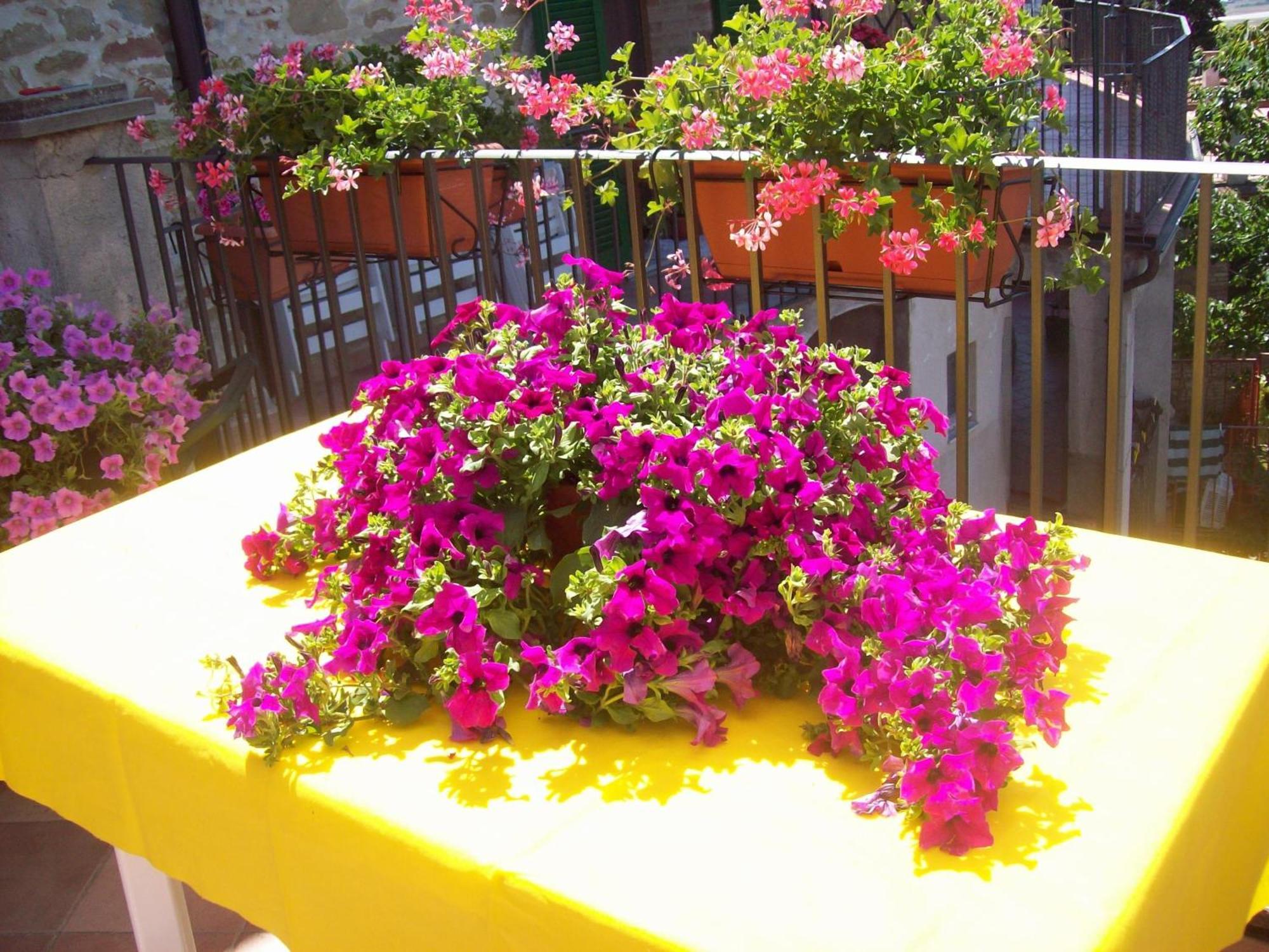 La Terrazza Fio...Rita Panzió Ripa Kültér fotó